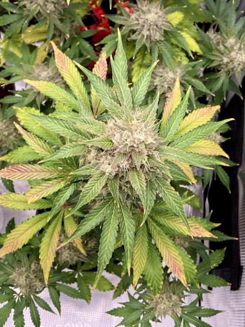 🎃🧛‍♂️😈💀🎃. Week 10 - 11/16 3am Cookie Apple