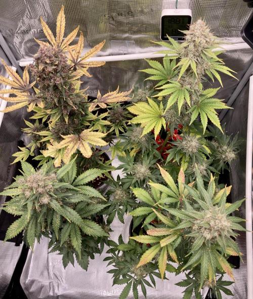 🎃🧛‍♂️😈💀🎃. Week 10 - DDA CA 
BPP CA 2gal