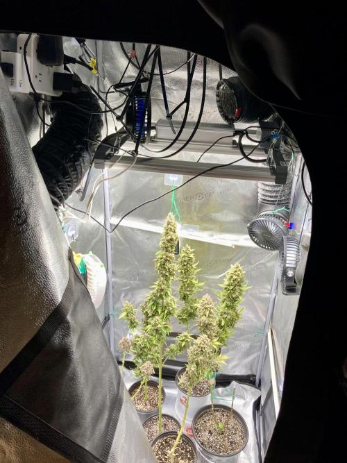 🍓🍰🤨🌿🍑🍪🍎. Week 24