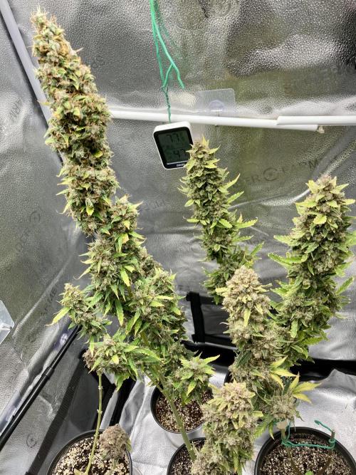 🍓🍰🤨🌿🍑🍪🍎. Week 24 - 11/16 7:31 AM