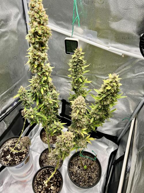 🍓🍰🤨🌿🍑🍪🍎. Week 25 - 11/17 12AM