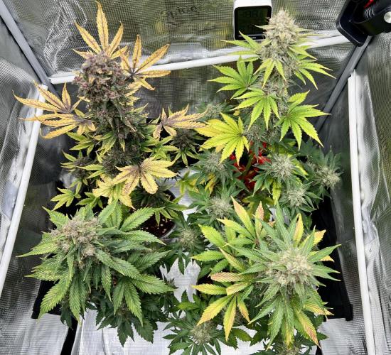 🎃🧛‍♂️😈💀🎃. Week 11 - 11/17