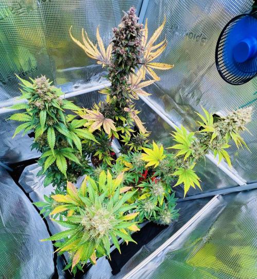 🎃🧛‍♂️😈💀🎃. Week 11 - 11/18 3:40 AM banana purple punch, DDA, 2 cookie apples