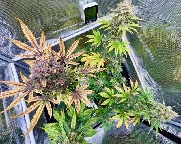 🎃🧛‍♂️😈💀🎃. Week 11 - 11/18 3:40 AM banana purple punch, DDA, 2 cookie apples