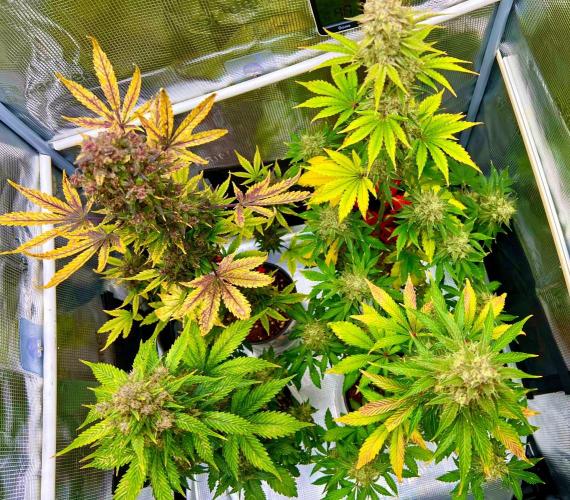 🎃🧛‍♂️😈💀🎃. Week 11 - 11/18 3:40 AM banana purple punch, DDA, 2 cookie apples