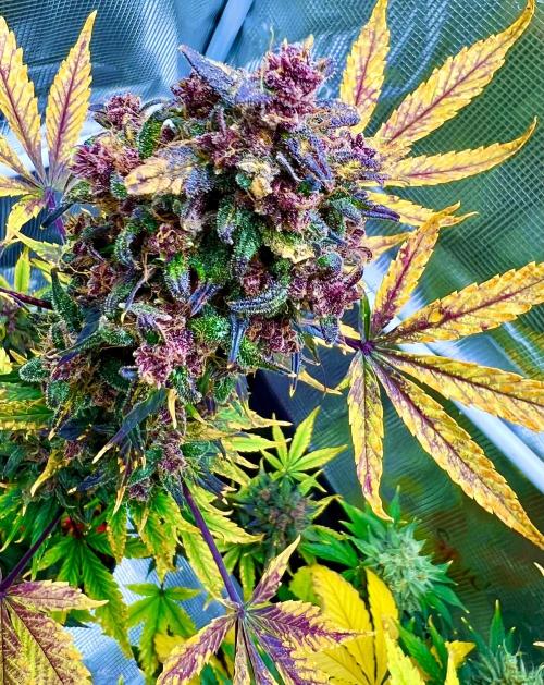 🎃🧛‍♂️😈💀🎃. Week 11 - DDA