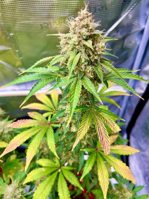 🎃🧛‍♂️😈💀🎃. Week 11 - 11/18 4am Cookie Apple