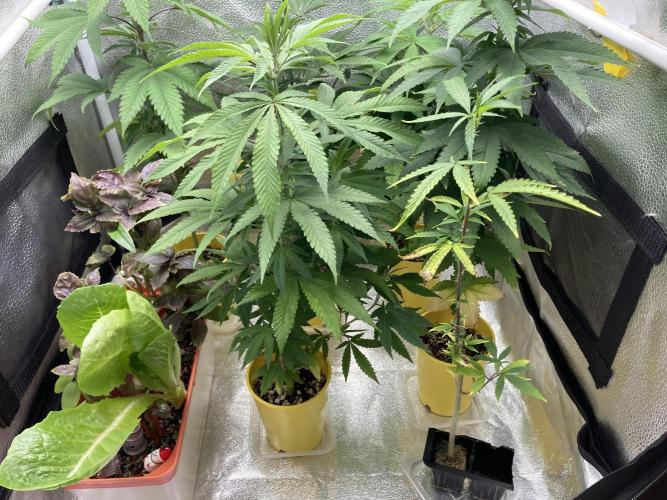 🎃🧛‍♂️😈💀🎃. Week 11 - 11/19 12 pm Ricky, Bubbles and BKO