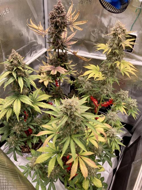 🎃🧛‍♂️😈💀🎃. Week 11 - 11/20 630am