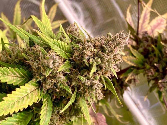 🎃🧛‍♂️😈💀🎃. Week 11 - BPP