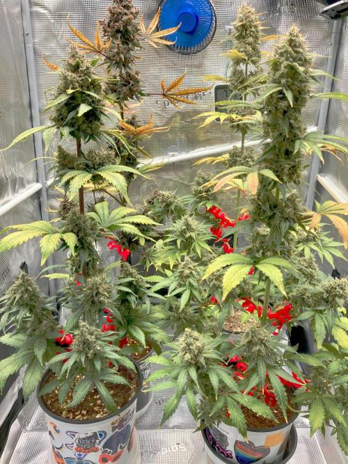 🎃🧛‍♂️😈💀🎃. Week 11