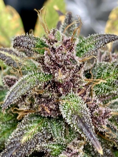 🎃🧛‍♂️😈💀🎃. Week 11 - DDA