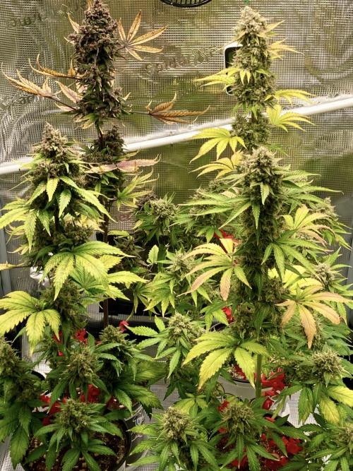 🎃🧛‍♂️😈💀🎃. Week 11 - 11/20 630am left DDA, BPP right CA 1 gal, CA 2gal front. 