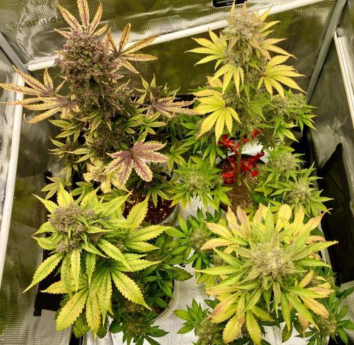 🎃🧛‍♂️😈💀🎃. Week 11 - 11/21 12:32 PM