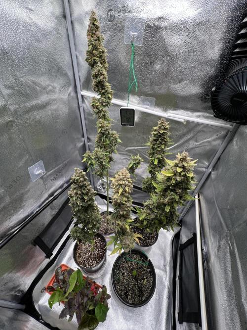 🍓🍰🤨🌿🍑🍪🍎. Week 25 - 11/22 12pm