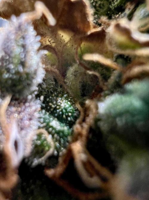 🍓🍰🤨🌿🍑🍪🍎. Week 25 - 11/22 SCC