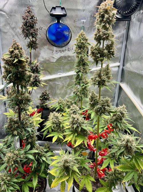 🎃🧛‍♂️😈💀🎃. Week 11 - 11/22 12:30PM