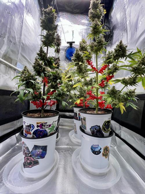 🎃🧛‍♂️😈💀🎃. Week 11 - 11/23 1AM