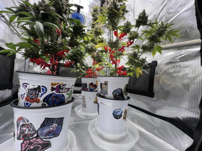 🎃🧛‍♂️😈💀🎃. Week 11