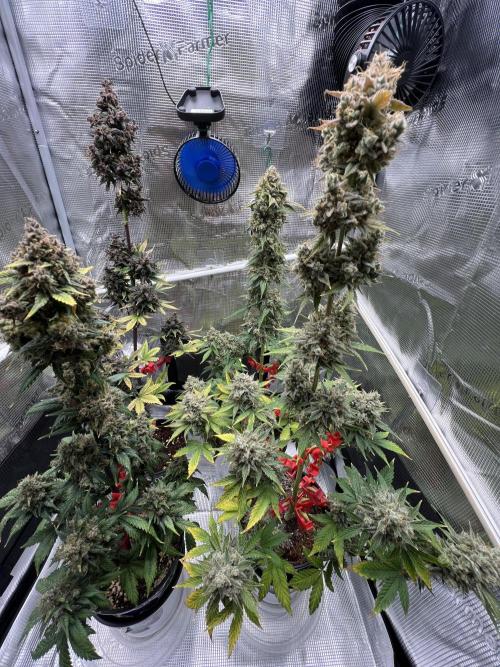 🎃🧛‍♂️😈💀🎃. Week 11