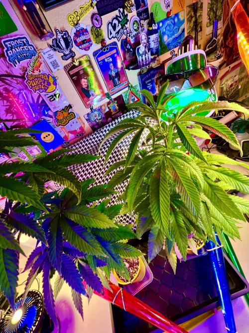 🎃🧛‍♂️😈💀🎃. Week 11 - 11/23 5:23 AM