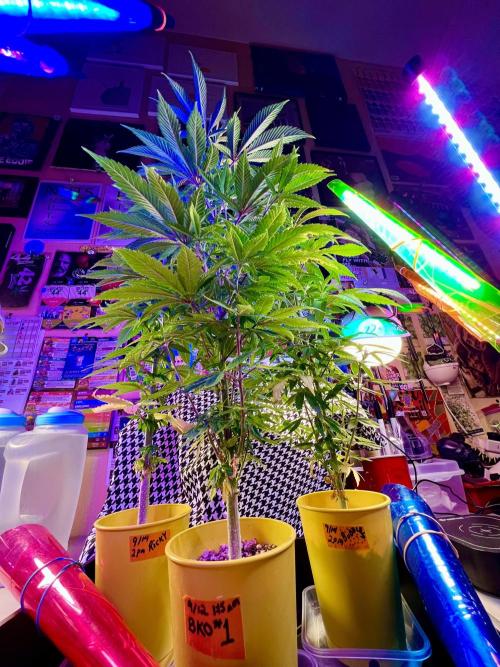 🎃🧛‍♂️😈💀🎃. Week 11 - 1123, 5:29 AM