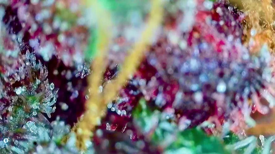 🎃🧛‍♂️😈💀🎃 '25