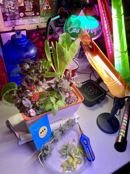 🎃🧛‍♂️😈💀🎃 '25. Week 12 - 11/28 11am