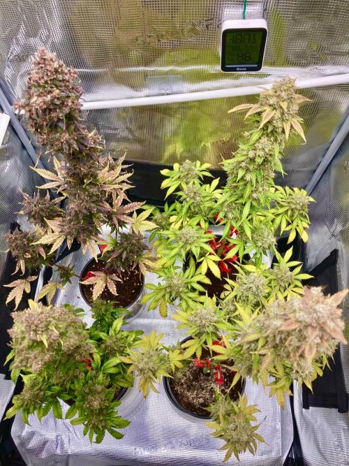 🎃🧛‍♂️😈💀🎃 '25. Week 12