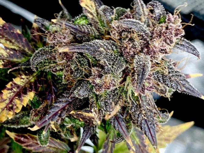 🎃🧛‍♂️😈💀🎃 '25. Week 12 - dda