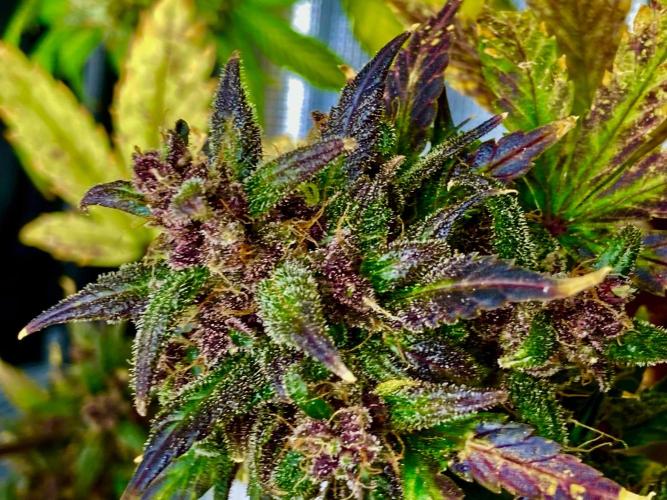 🎃🧛‍♂️😈💀🎃 '25. Week 12 - dda