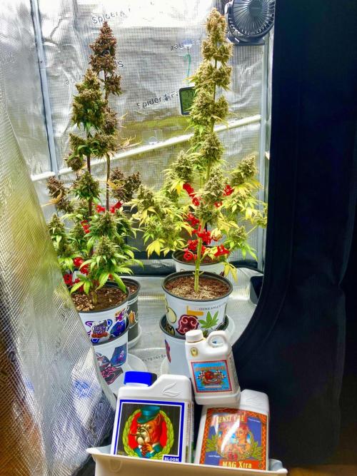 🎃🧛‍♂️😈💀🎃 '25. Week 12 - 11/28 11am