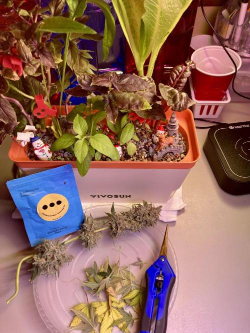 🍓🍰🤨🌿🍑🍪🍎. Week 26