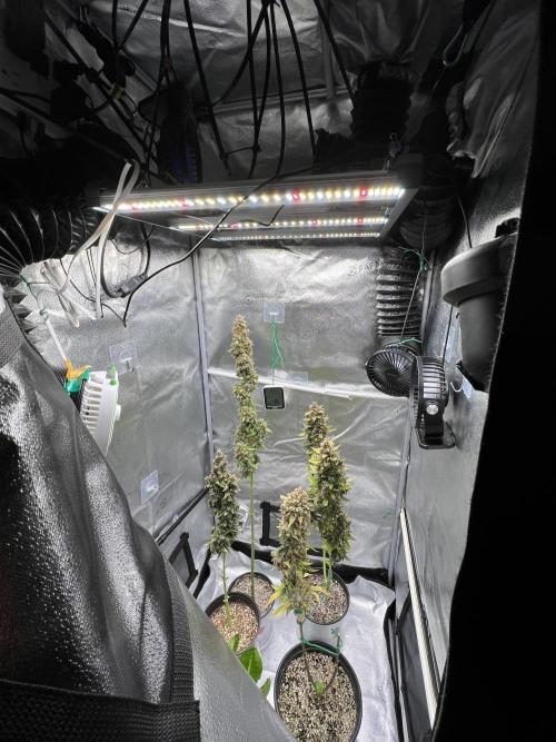 🍓🍰🤨🌿🍑🍪🍎. Week 26