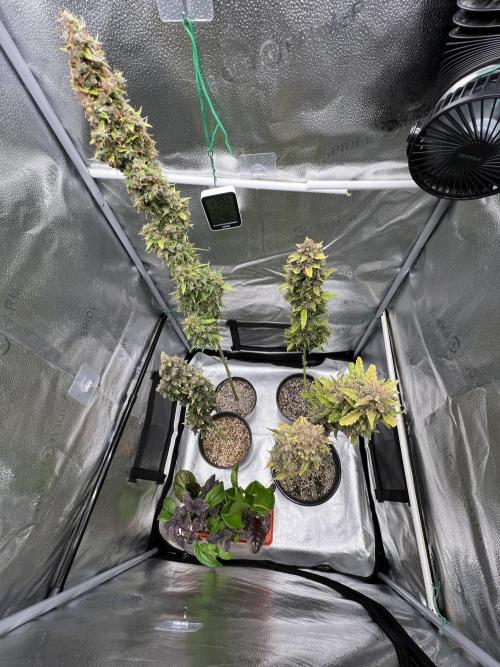 🍓🍰🤨🌿🍑🍪🍎. Week 26