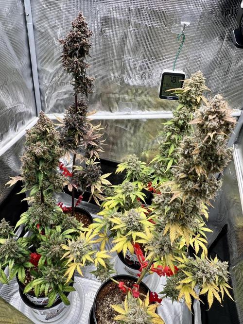 🎃🧛‍♂️😈💀🎃 '25. Week 12 - 11/29 12:40pm