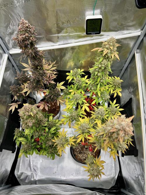 🎃🧛‍♂️😈💀🎃 '25. Week 12