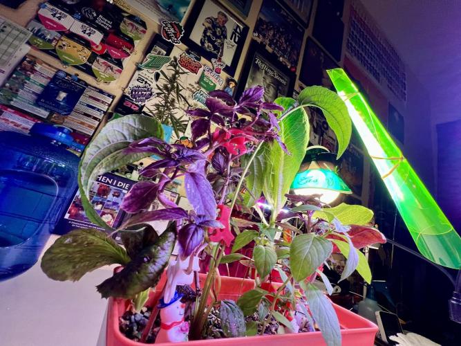 🎃🧛‍♂️😈💀🎃 '25. Week 12 - 11/29 12:40pm