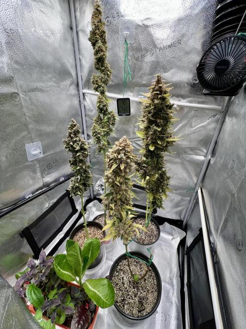 🍓🍰🤨🌿🍑🍪🍎. Week 26 - 11/30 12:50 PM