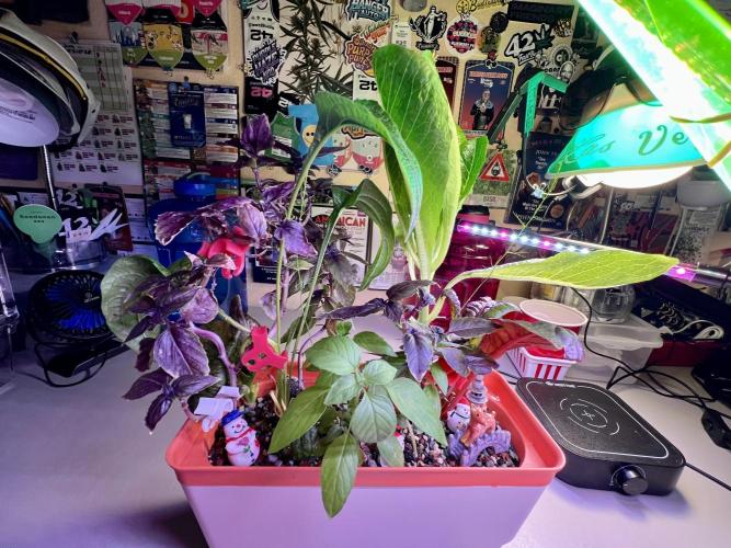 🎃🧛‍♂️😈💀🎃 '25. Week 12