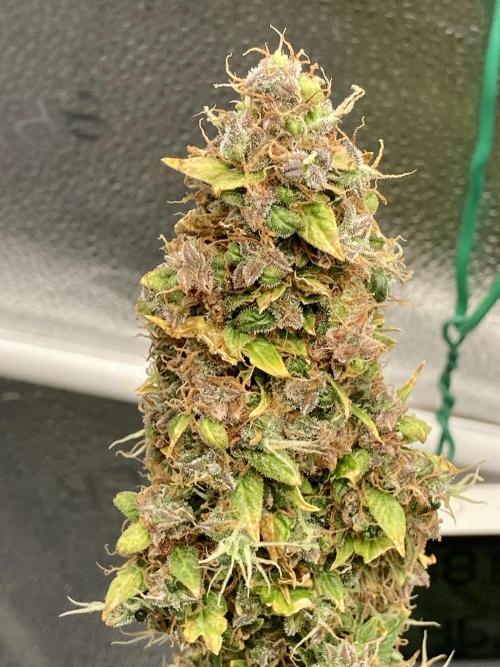 🍓🍰🤨🌿🍑🍪🍎. Week 27 - 12/1 230am STRAWBERRY CHESSECAKE