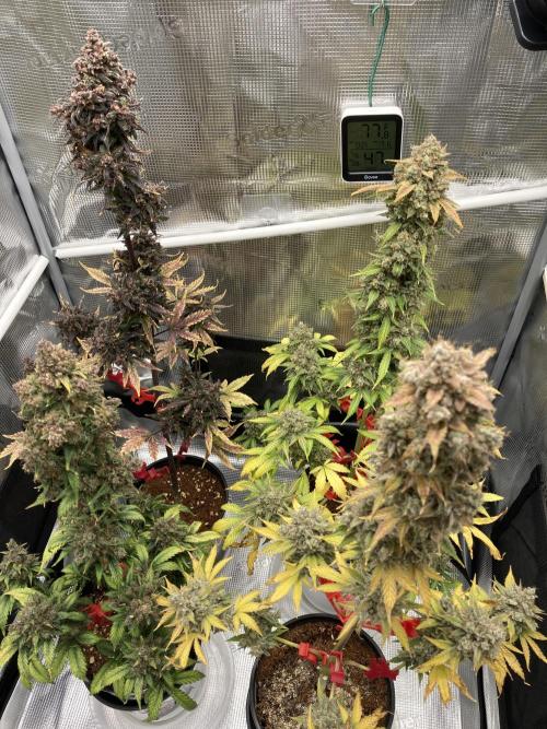 🎃🧛‍♂️😈💀🎃 '25. Week 13 - 12/1 235AM