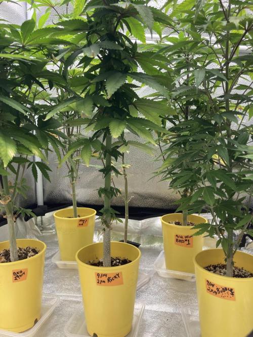 🎃🧛‍♂️😈💀🎃 '25. Week 13 - 12/1 235AM