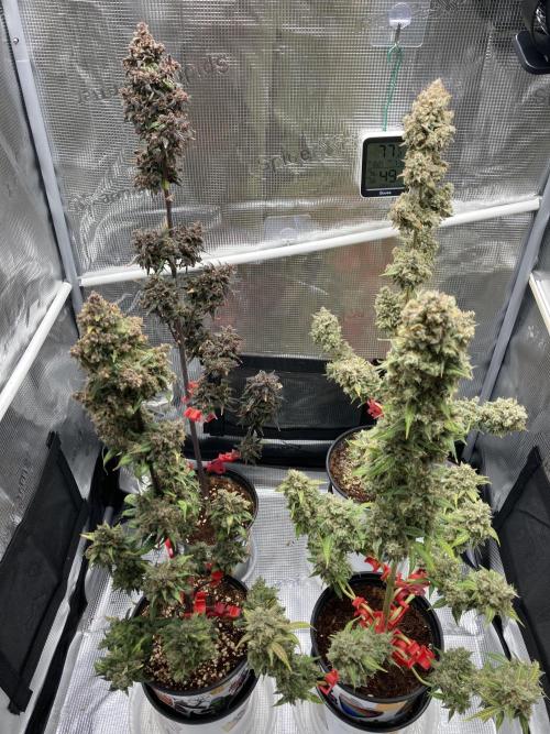 🎃🧛‍♂️😈💀🎃 '25. Week 13 - 12/1 11am