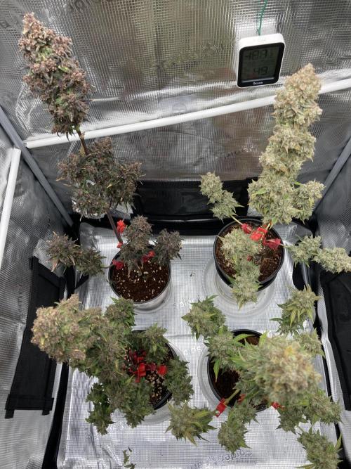 🎃🧛‍♂️😈💀🎃 '25. Week 13