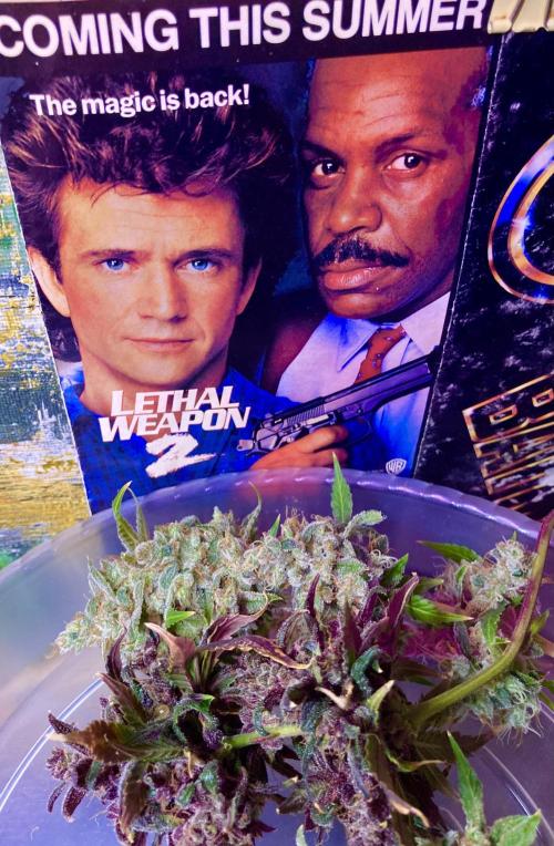 🎃🧛‍♂️😈💀🎃 '25. Week 13 - 12/5 4:14 AM crazy cookie apple and dark devil auto the magic is back