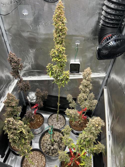 🍓🍰🤨🌿🍑🍪🍎. Week 28