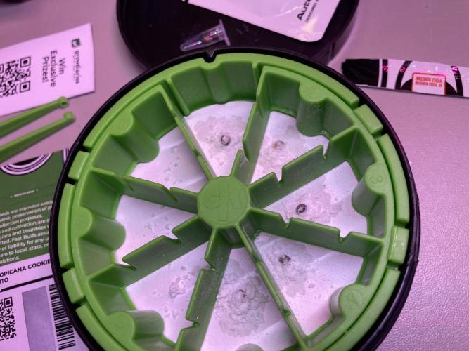 🥊🥧🍧🐐☕️🐓🔩🍌. Week 0