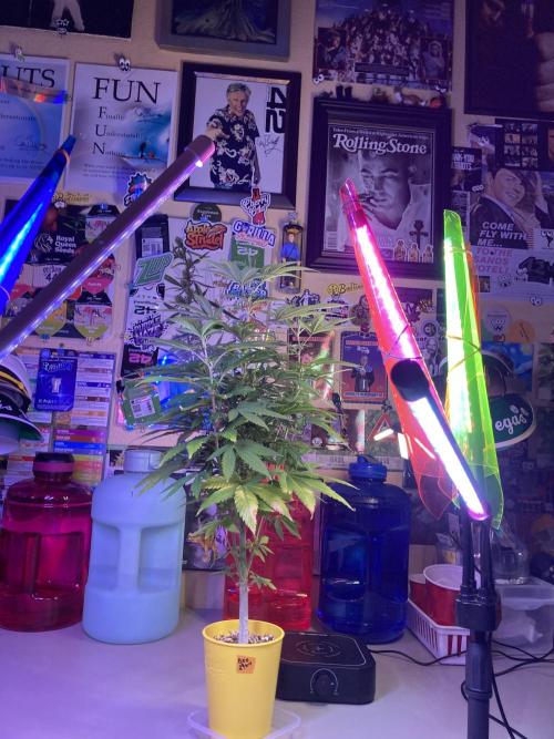 🎃🧛‍♂️😈💀🎃 '25. Week 14 - 12/9 545AM