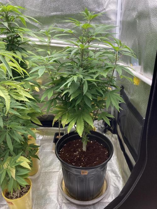 🎃🧛‍♂️😈💀🎃 '25. Week 14